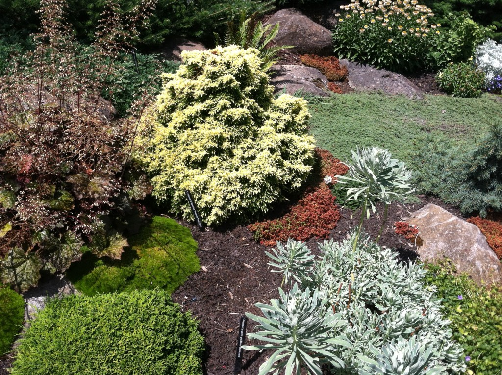 conifer garden, transplanted and still blooming, cinthia milner, jon merrill