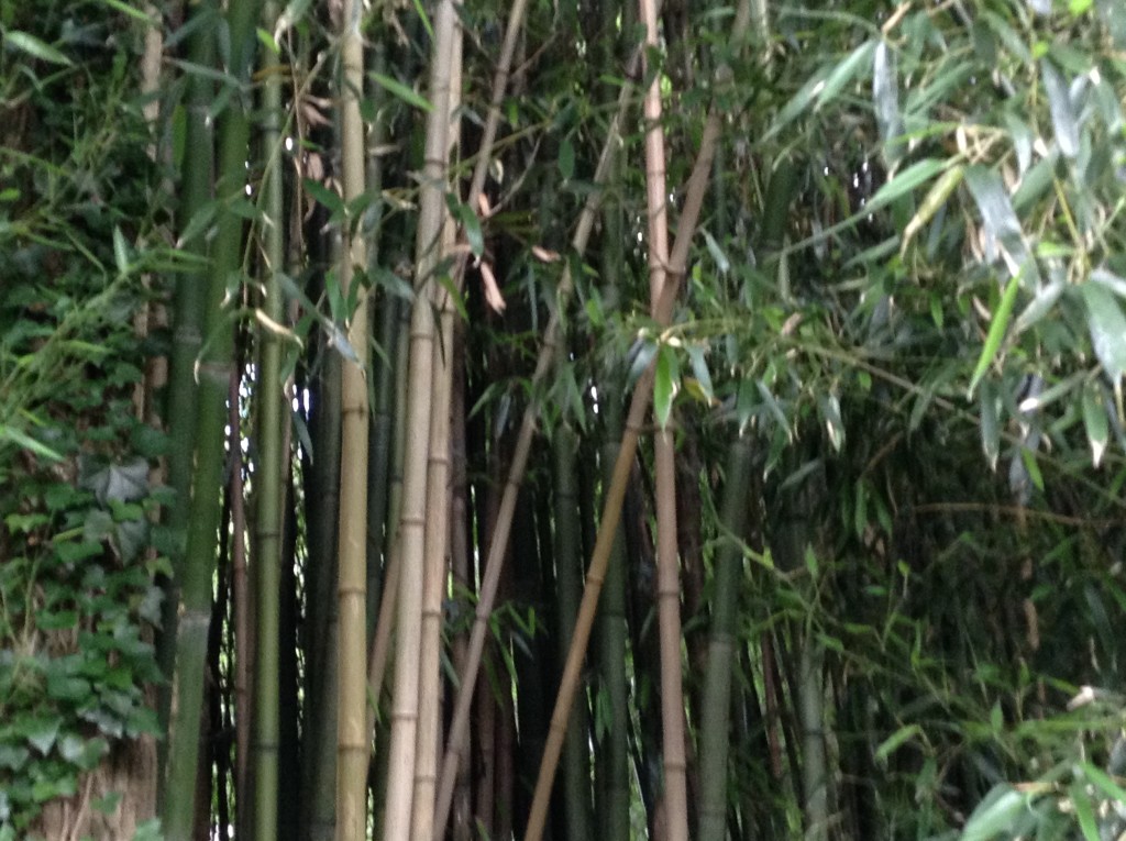 Bamboo Screen, A Native Garden, Transplanted and Still Blooming