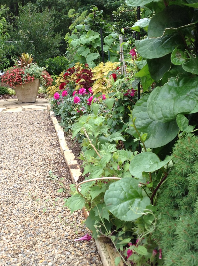 BB Barns Garden Center, Malabar spinach, Transplanted and Still Blooming, Cinthia Milner