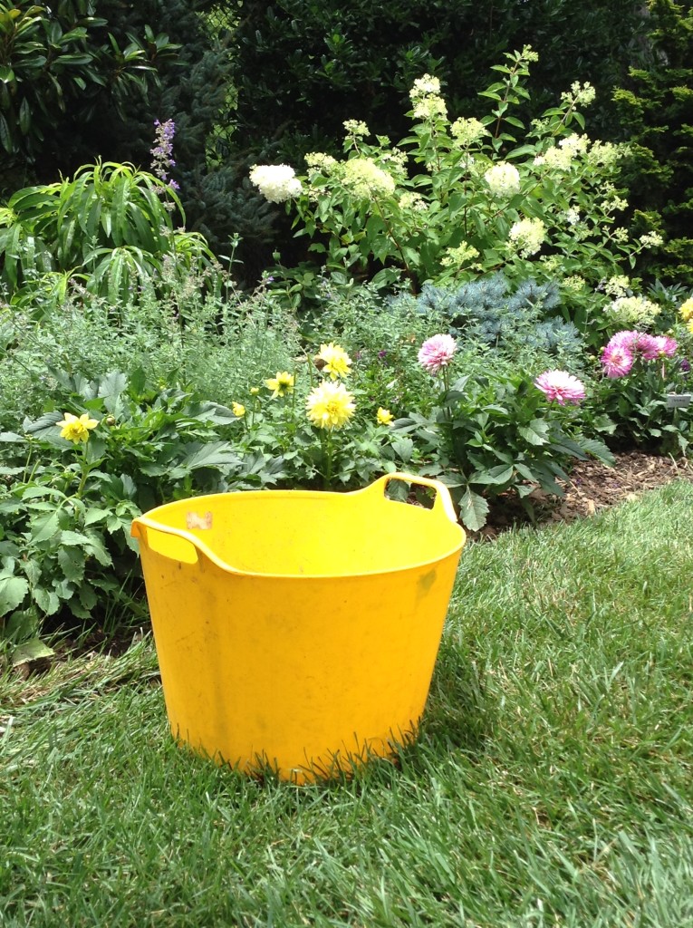 BB Barns Garden Center, Yellow Gardening tub, Transplanted and Still Blooming, Cinthia Milner